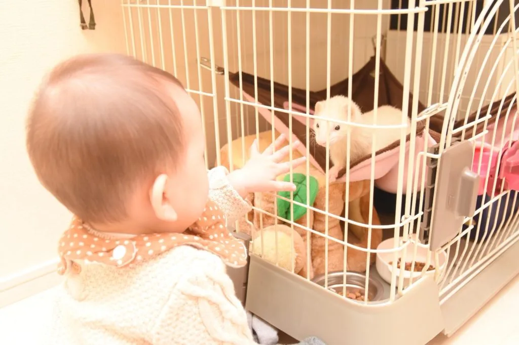 腎不全（腹水の画像あり）インスリノーマと診断されたフェレットわさび君【症状】病気発覚のきっかけは歯！