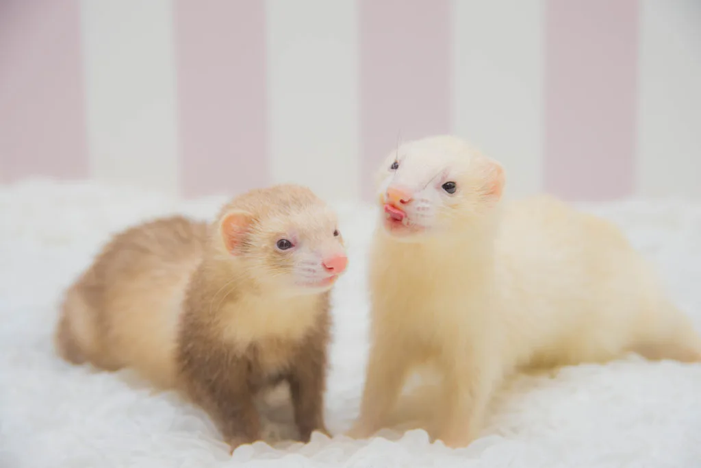 フェレット（えるちゃんとわさび君）