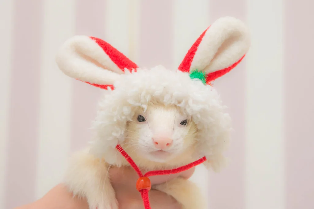 フェレットに被り物【うちの子自慢】グロブリンが上がった（A/G比↓）わさび君がした検査と結果