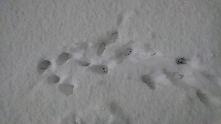 雪についたフェレットの足跡