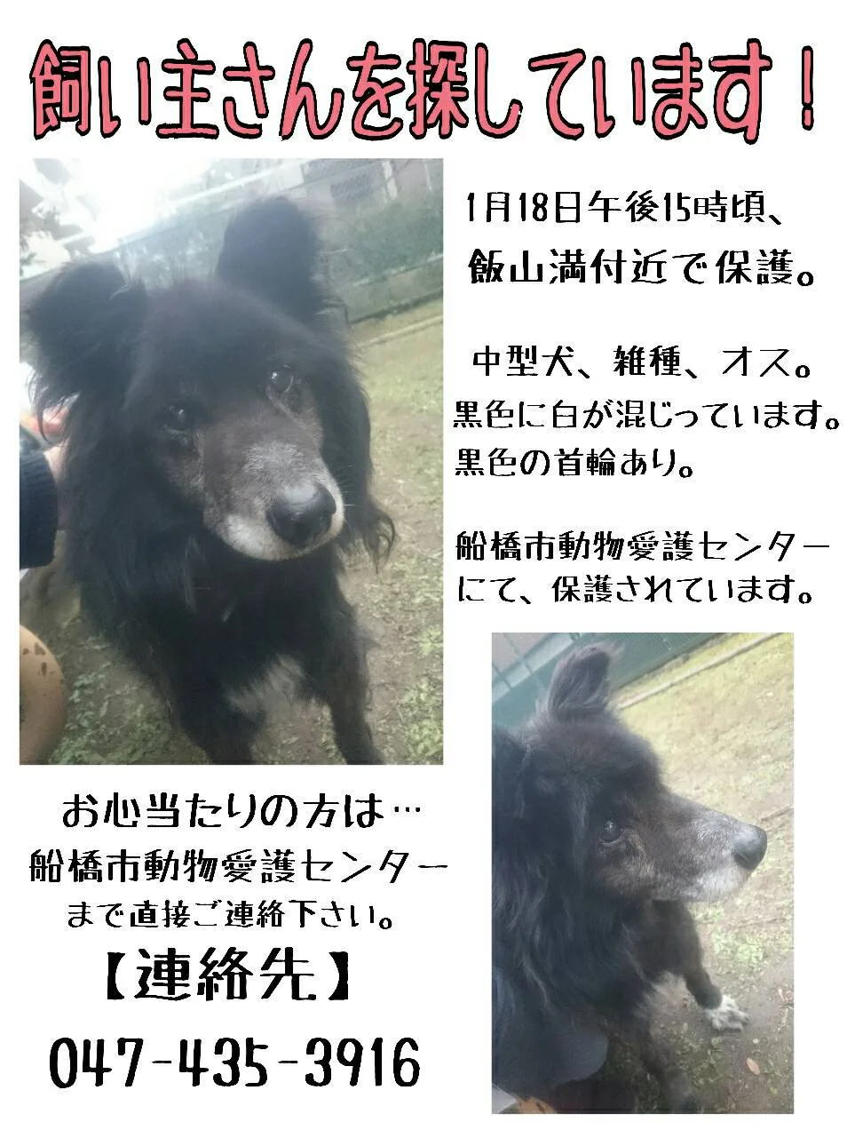 迷子犬ポスター