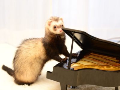 フェレットとピアノ