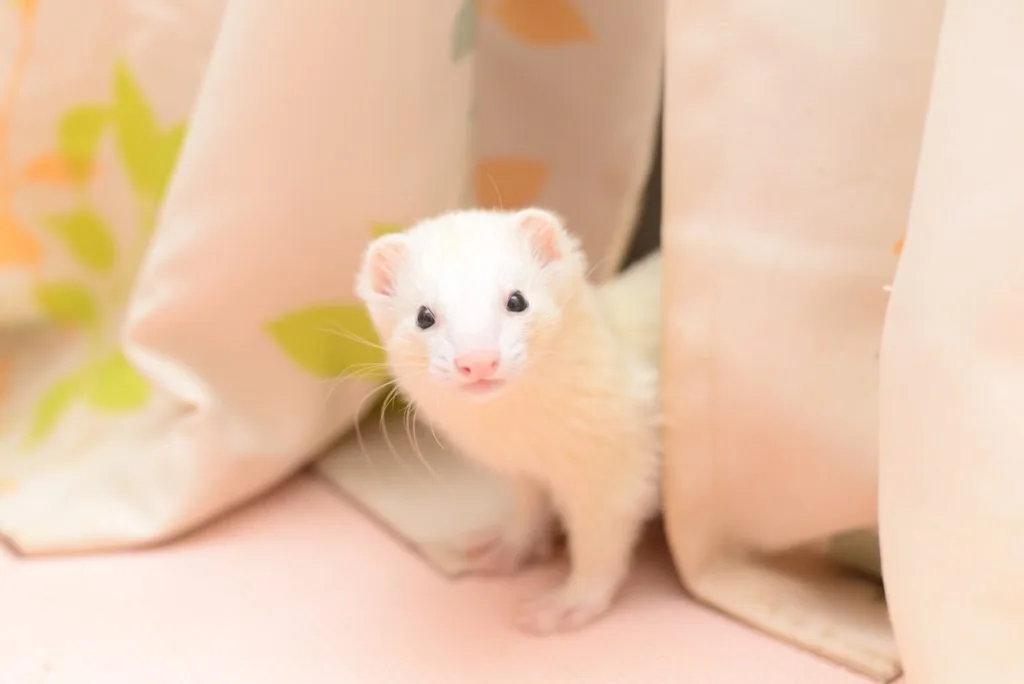 オコジョみたいなフェレット