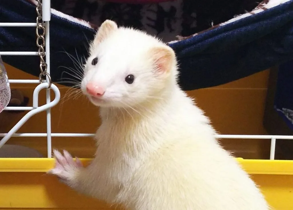 フェレットは臭いと言われてますが…