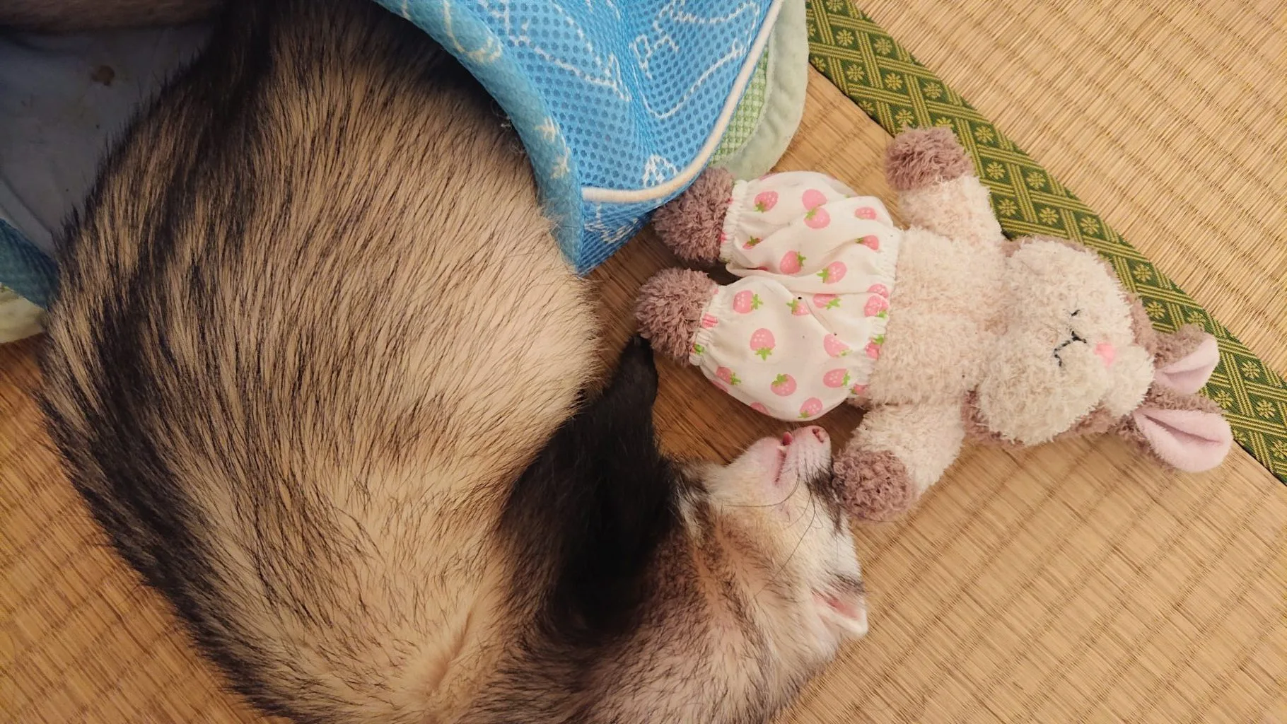 肉食の小動物（フェレット）