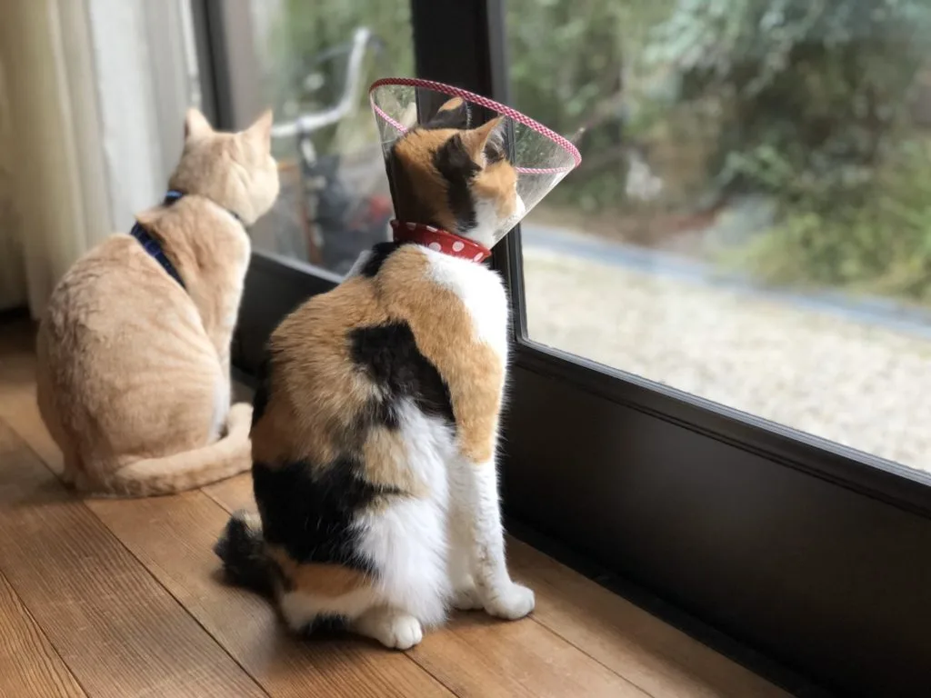 外を見ている猫