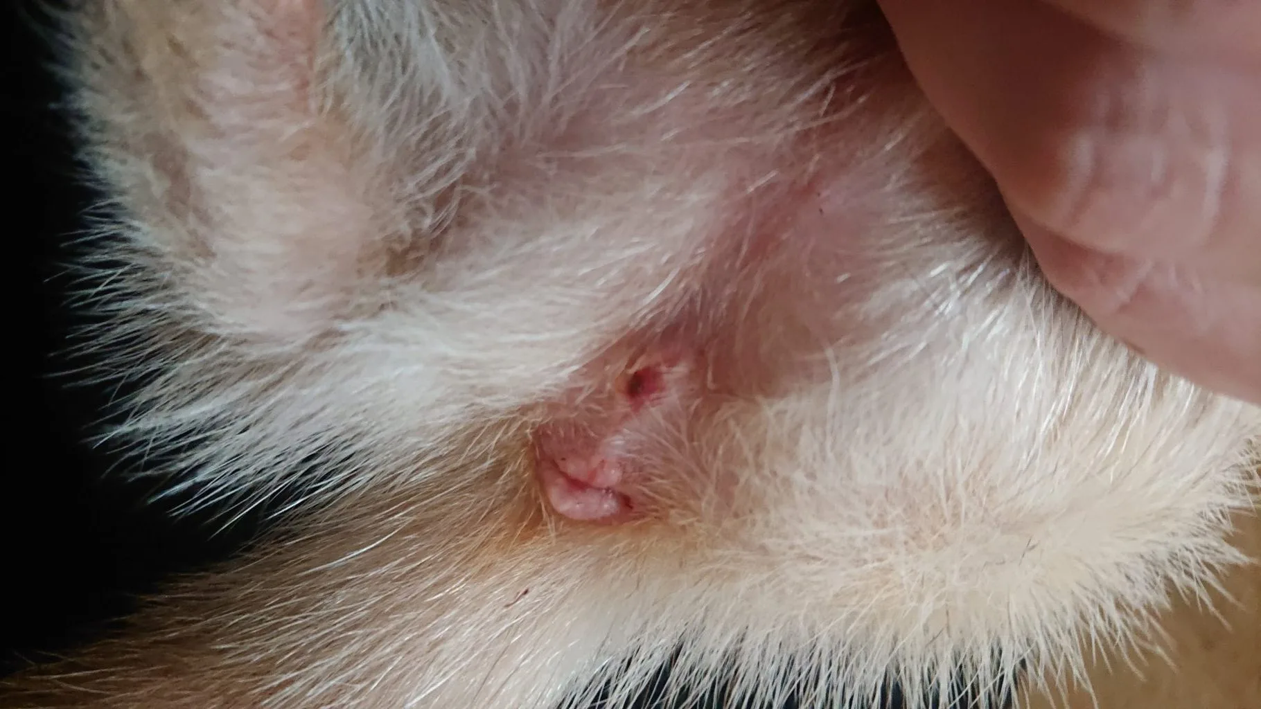 メスのフェレット外陰部の出血