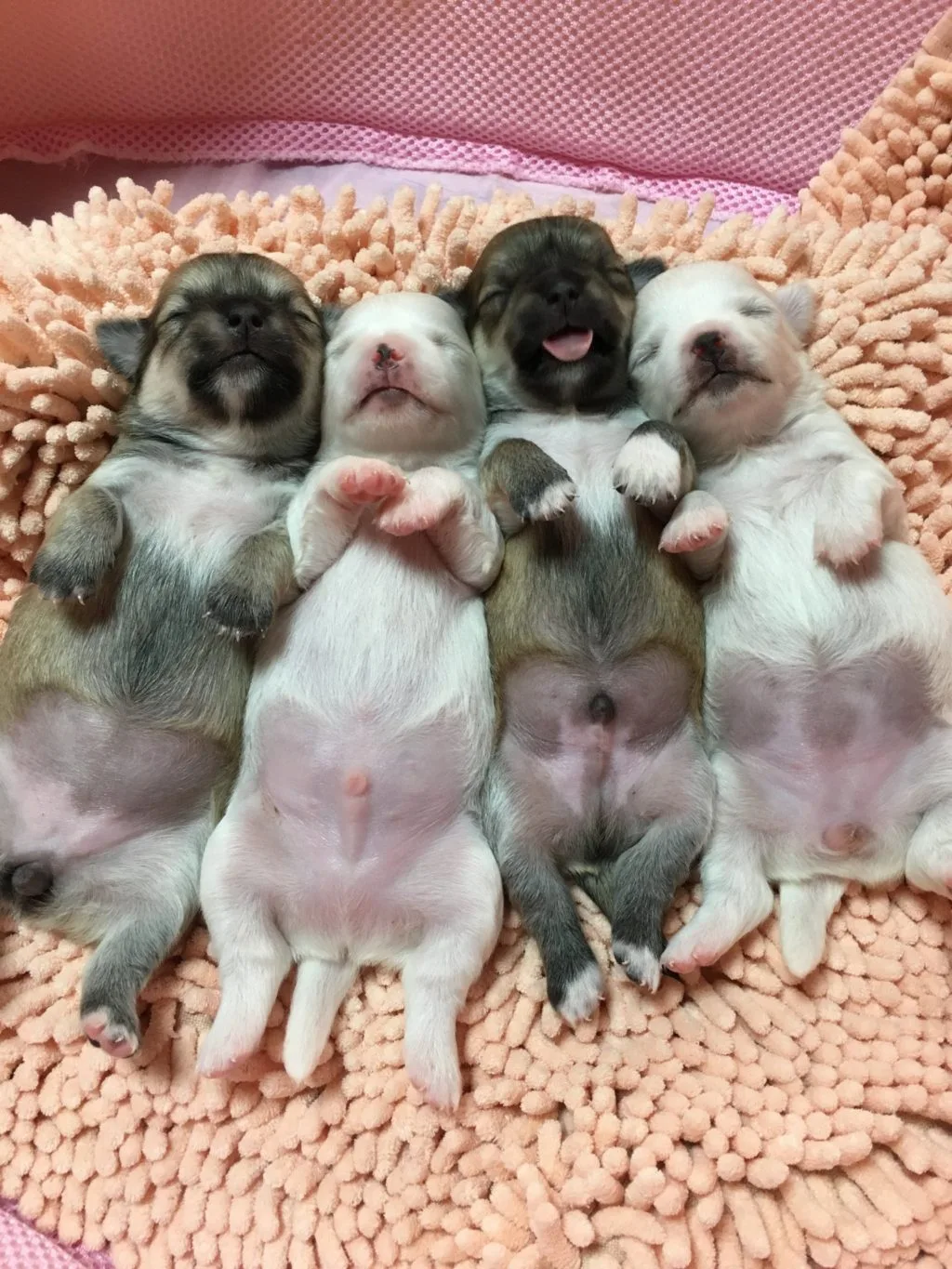 子犬