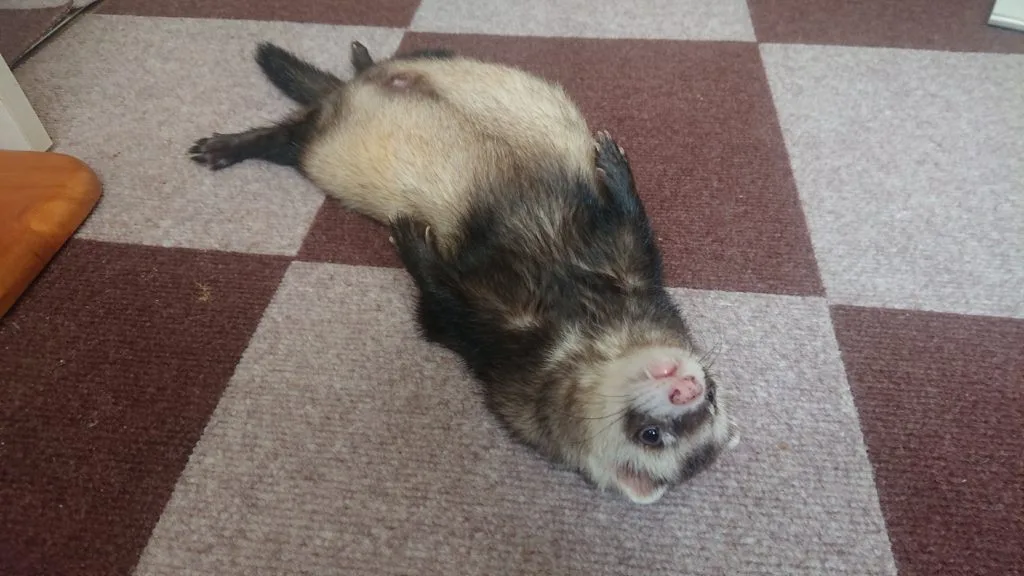 満腹のフェレット