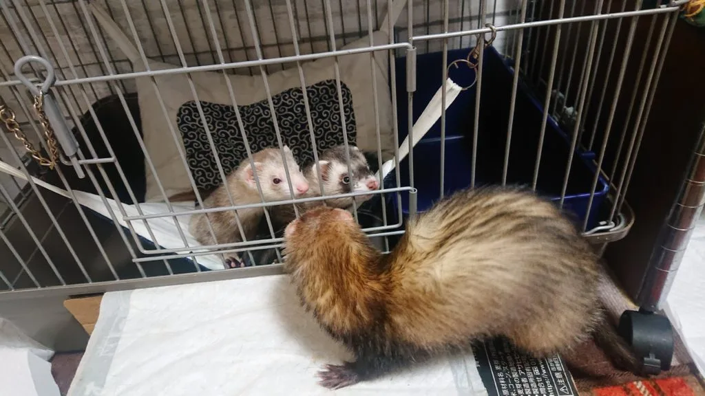 フェレットの飼養にケージが必要なわけ