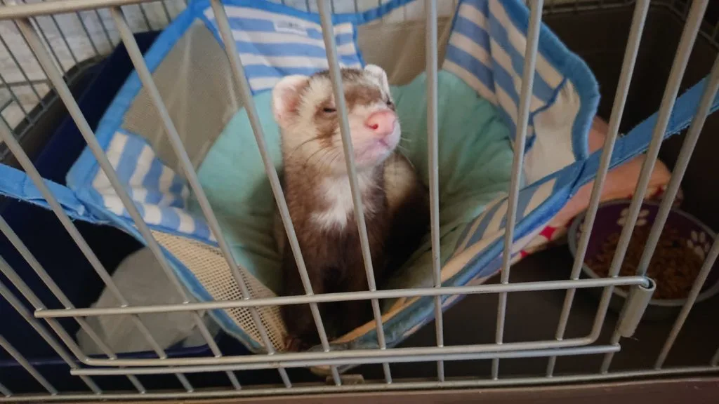 フェレット里子