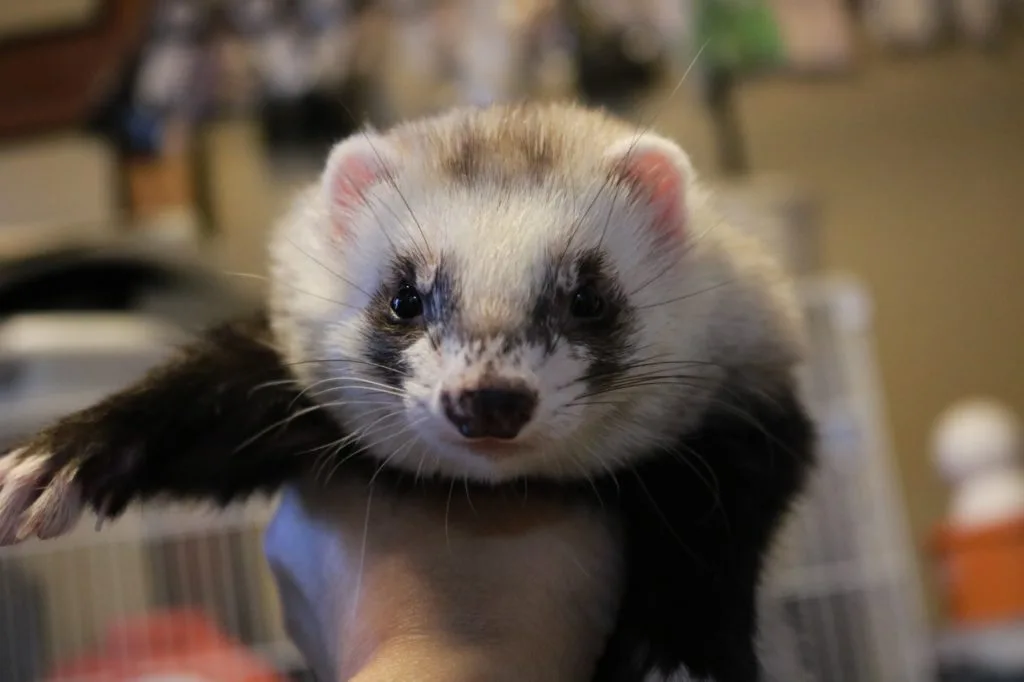 里親条件が厳しすぎる里子の譲渡にウザいくらい条件がある理由