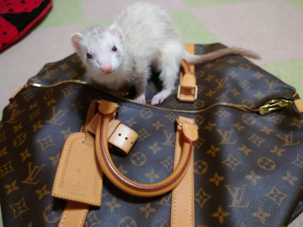 ビトンとフェレット