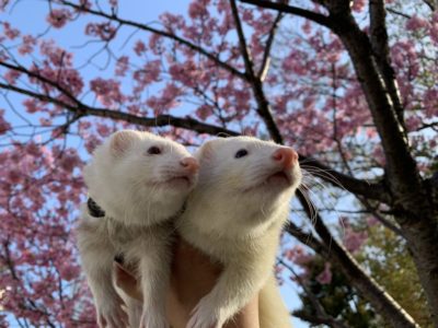 フェレットと桜