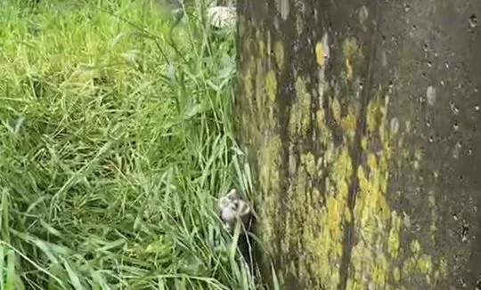保護フェレット
