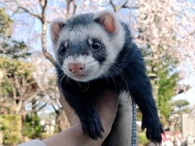 元保護フェレット