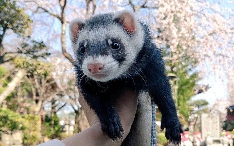 元保護フェレット