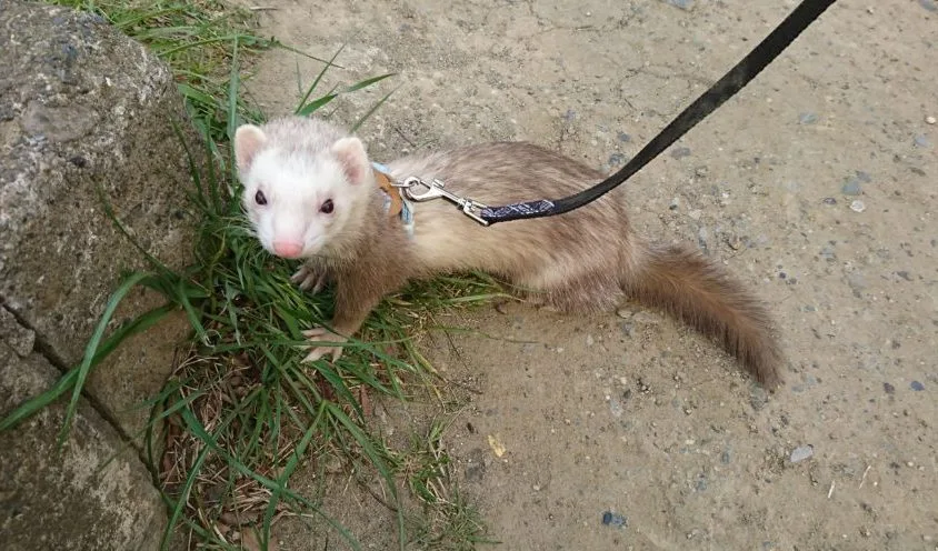 フェレット散歩