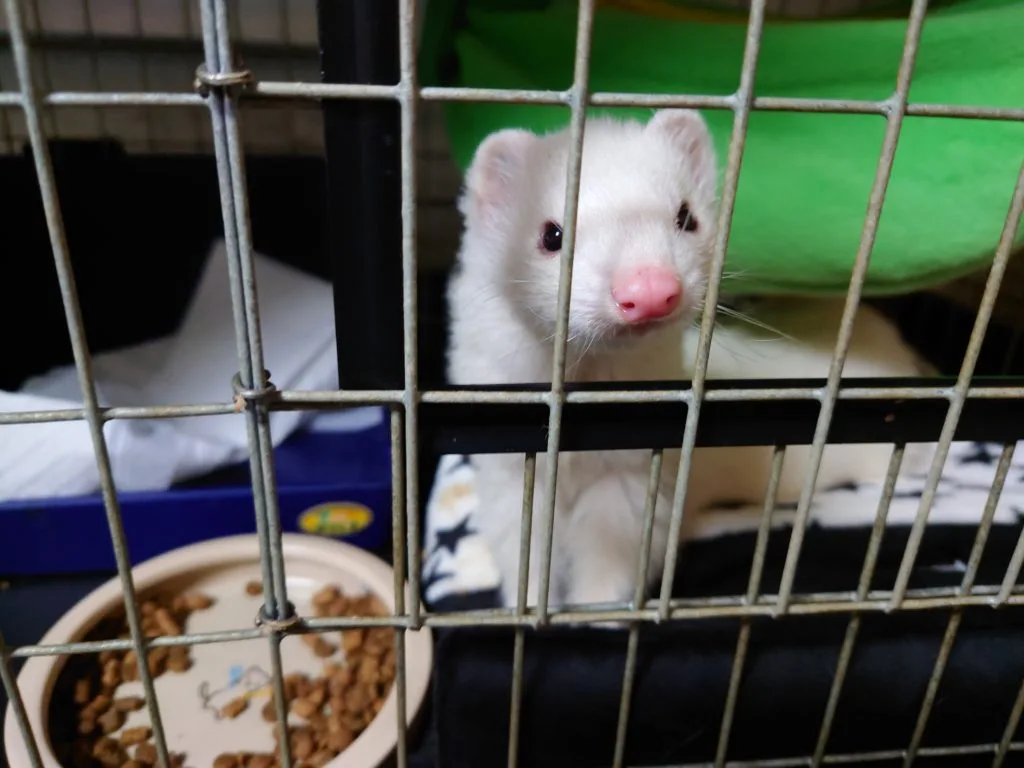 里親募集のフェレット