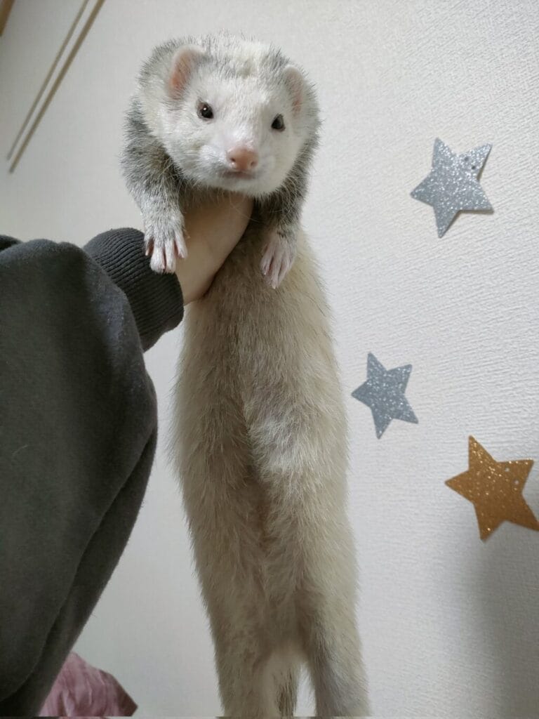 フェレットの譲渡トラブル