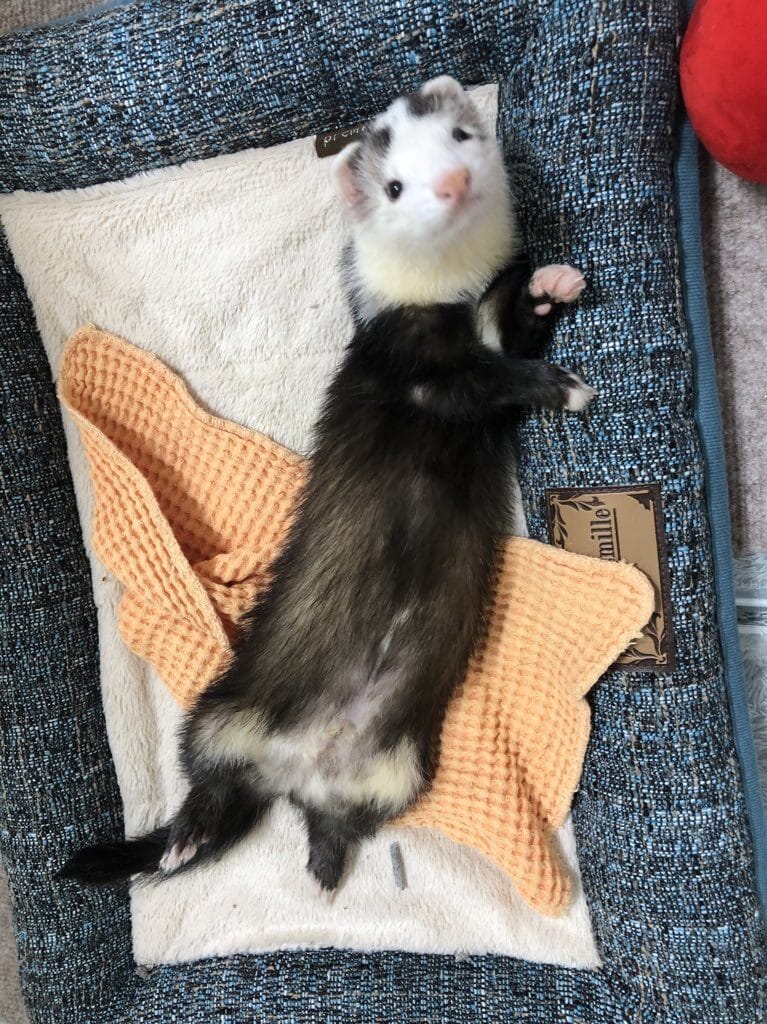 フェレットの譲渡トラブル