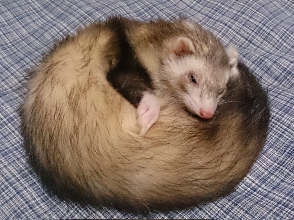 フェレットの譲渡トラブル