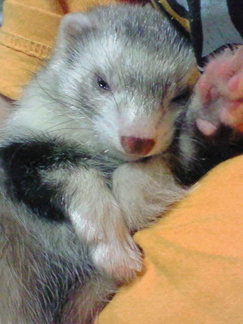 フェレットの譲渡トラブル