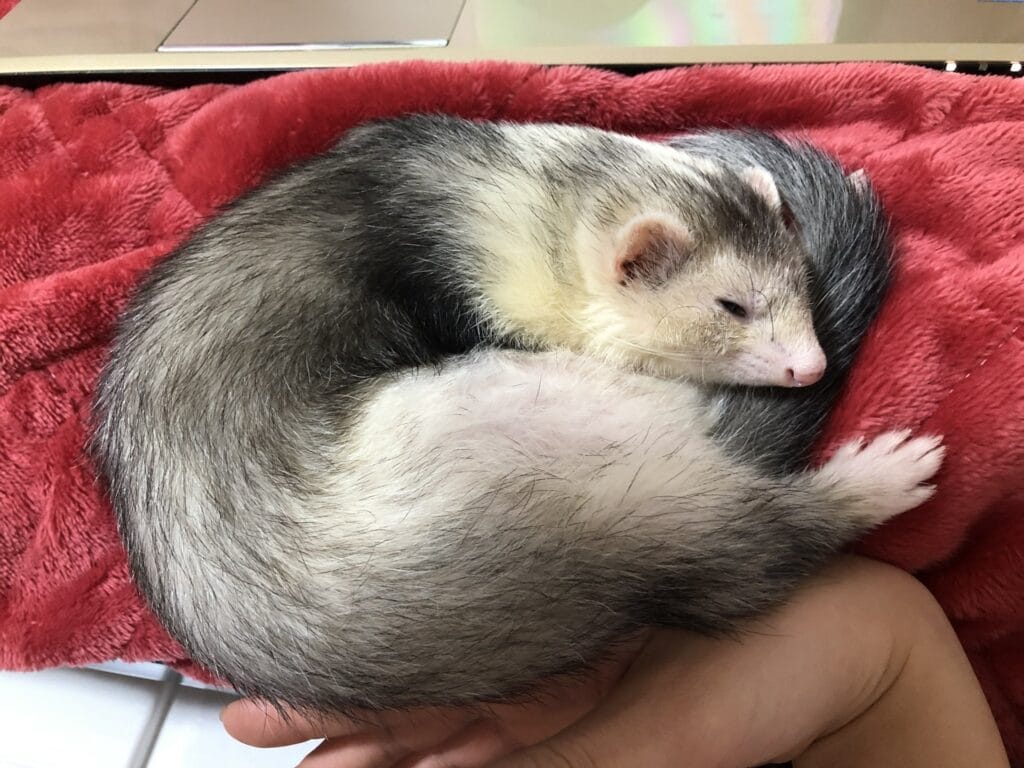 フェレットの譲渡トラブル