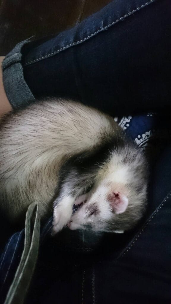 フェレットの譲渡トラブル