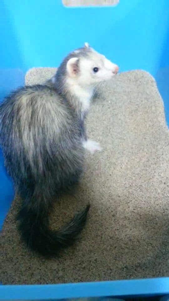 フェレットの譲渡トラブル