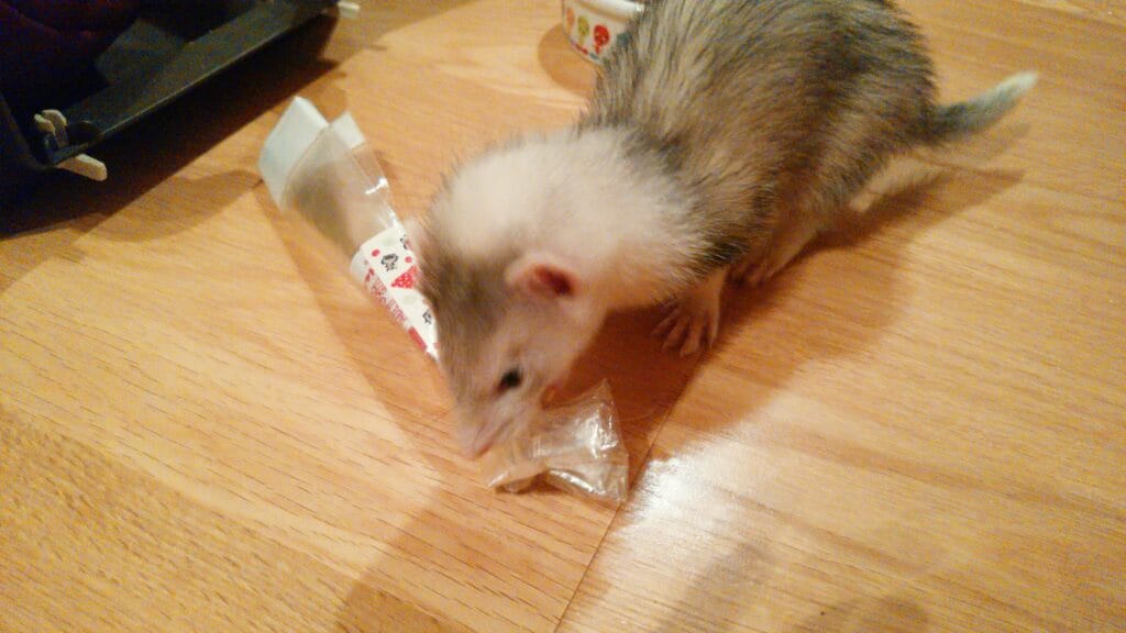 フェレットの譲渡トラブル