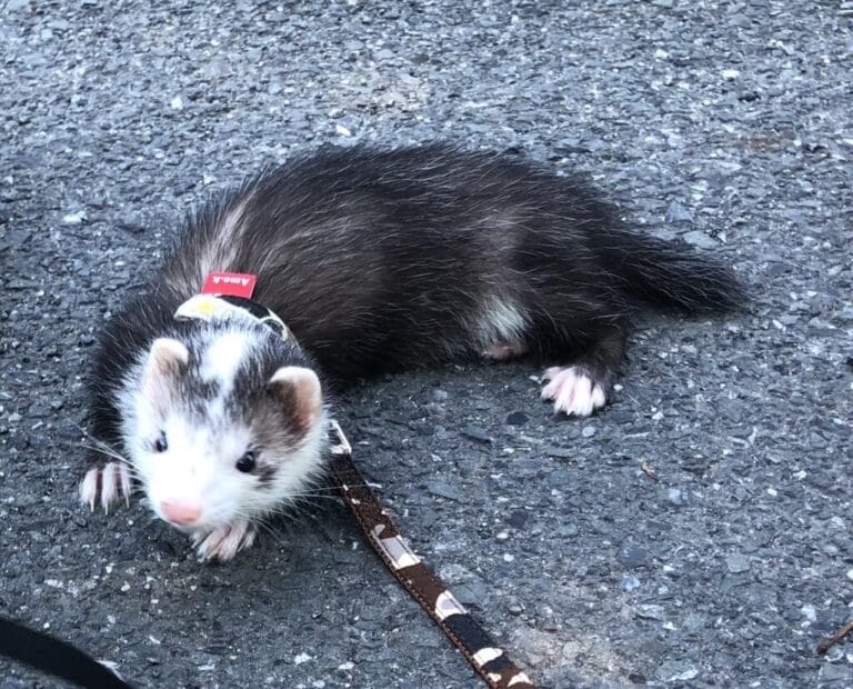 フェレットの譲渡トラブル