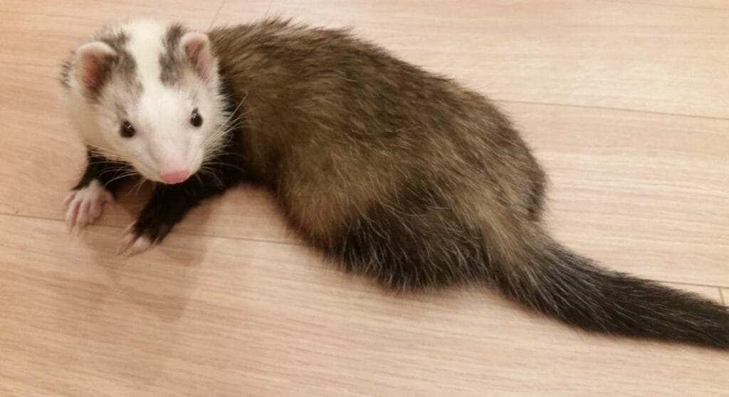 フェレットの譲渡トラブル