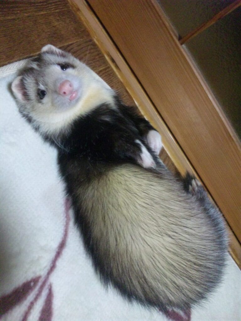 フェレットの譲渡トラブル