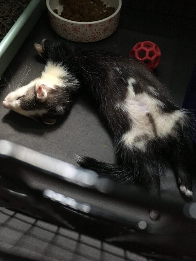 フェレットの譲渡トラブル