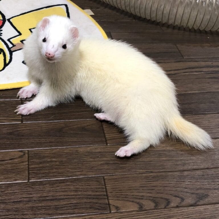 フェレットの譲渡トラブル