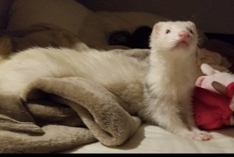 フェレットの譲渡トラブル