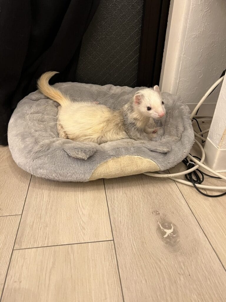 フェレットの譲渡トラブル