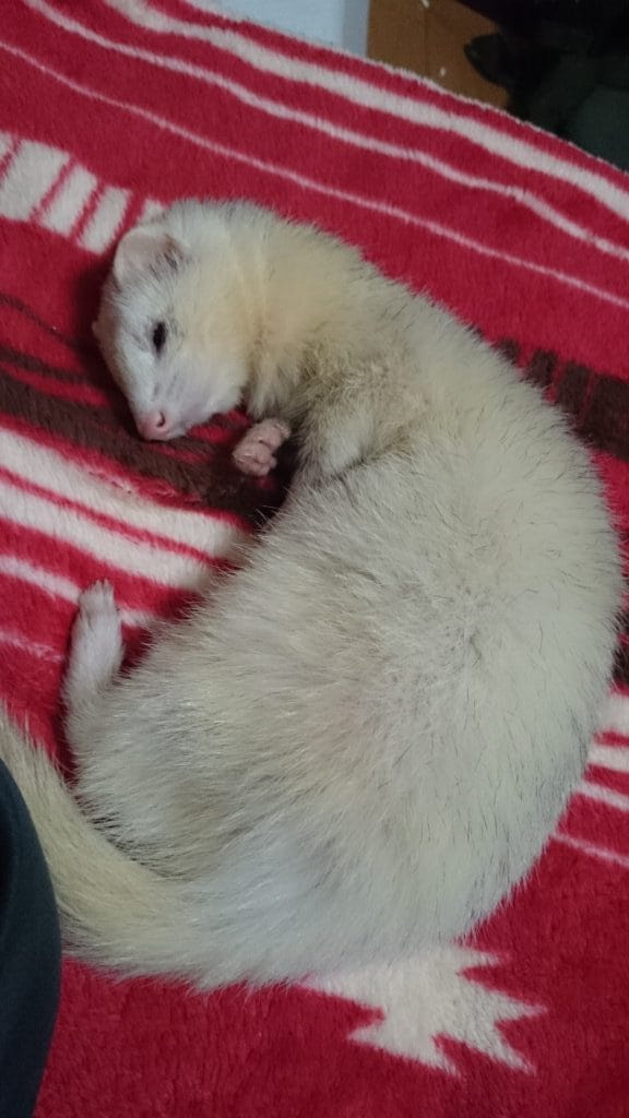 フェレットの譲渡トラブル