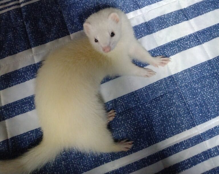 フェレットの譲渡トラブル