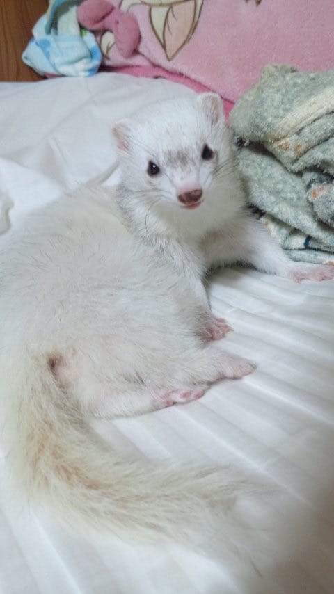 フェレットの譲渡トラブル