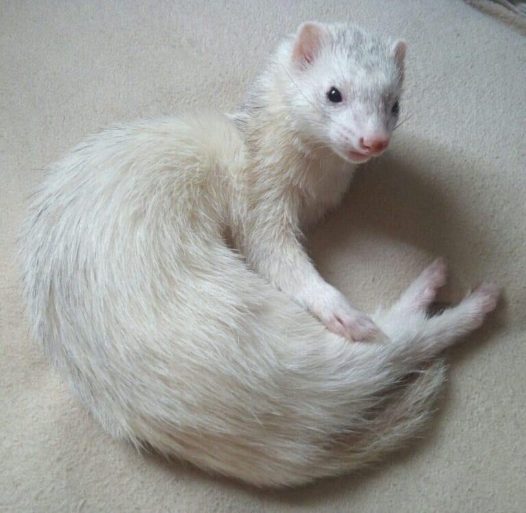 フェレットの譲渡トラブル