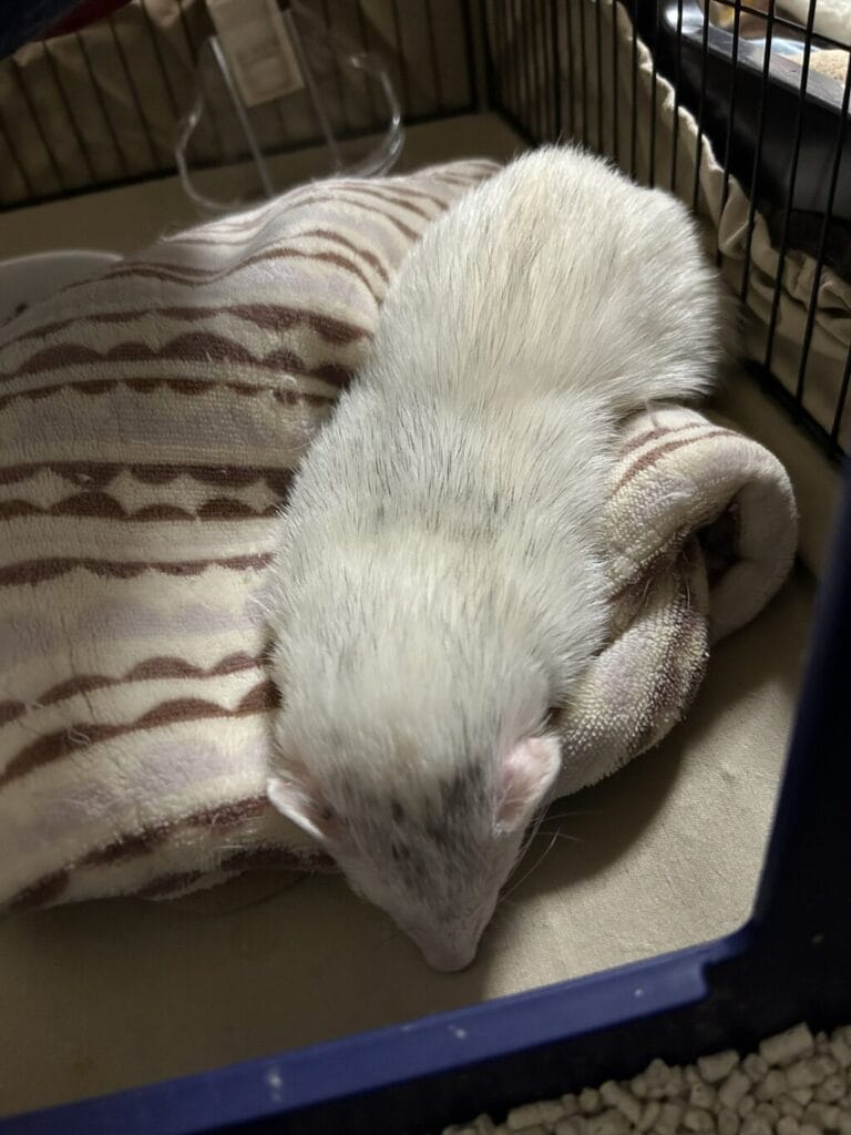 フェレットの譲渡トラブル