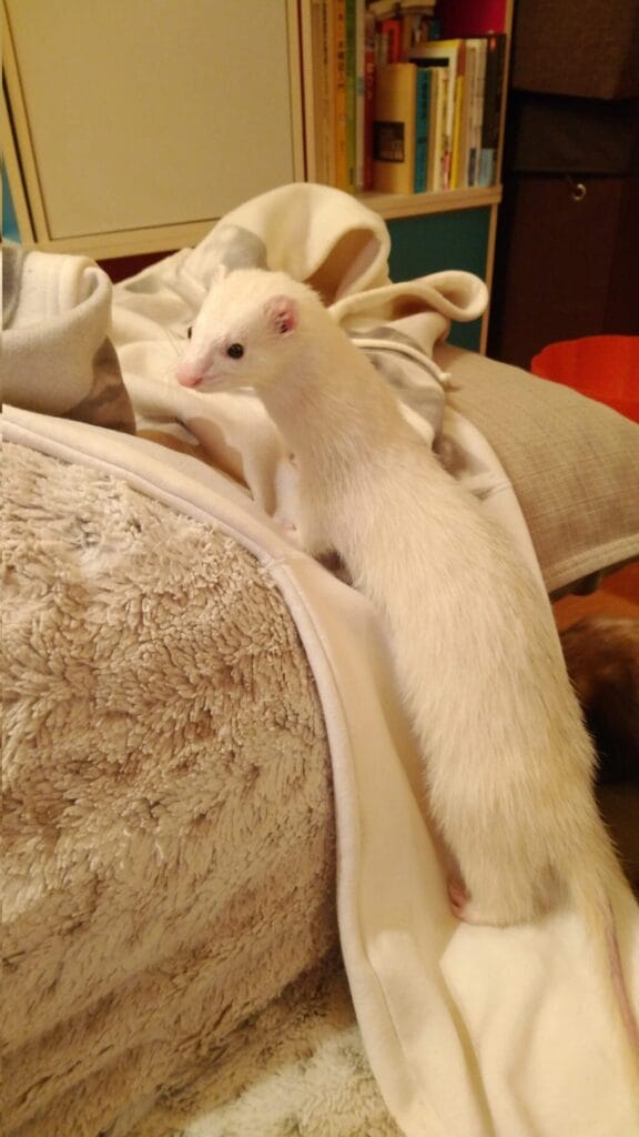 フェレットの譲渡トラブル