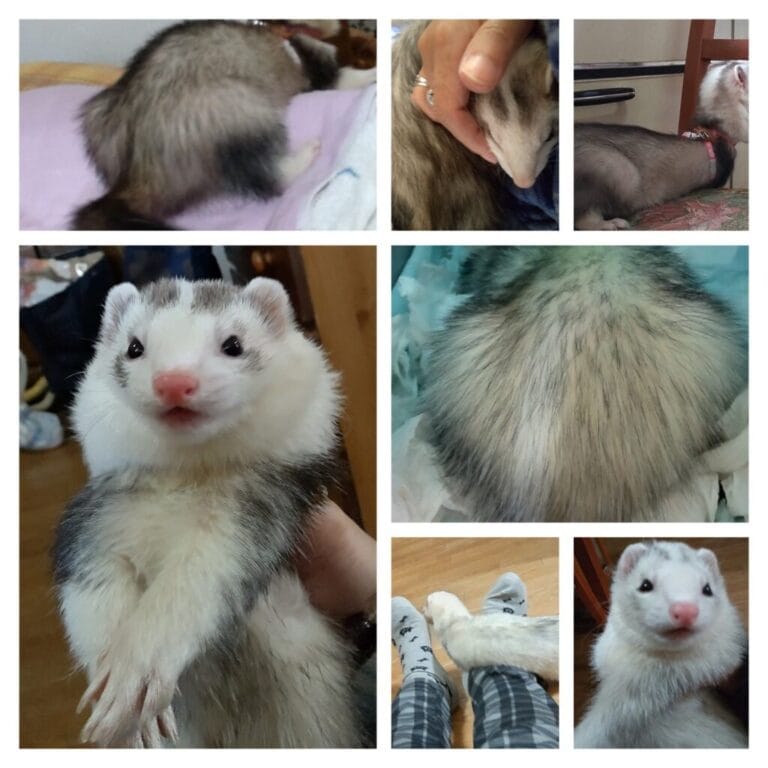 フェレットの譲渡トラブル