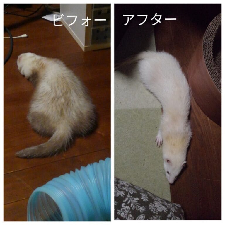フェレットの譲渡トラブル