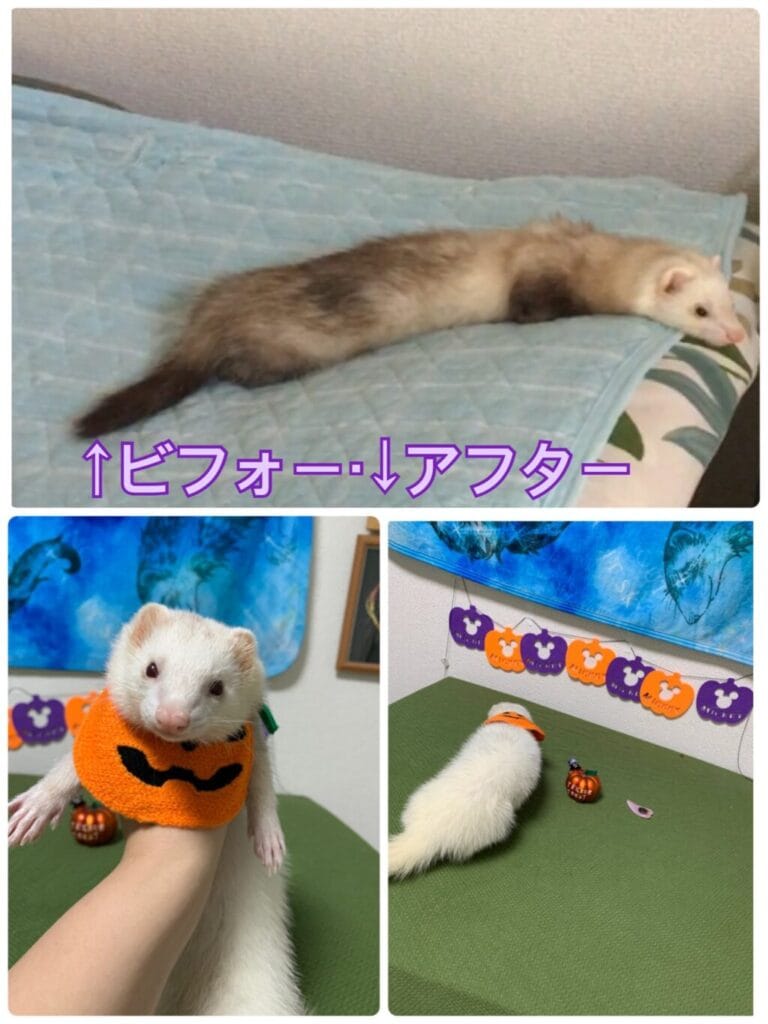 フェレットの譲渡トラブル