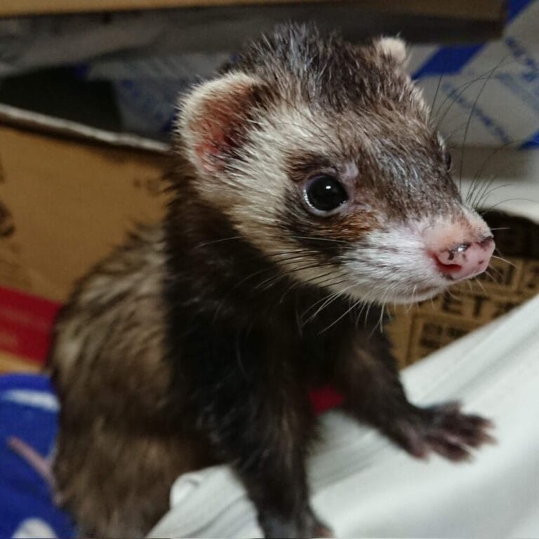 フェレットの譲渡トラブル
