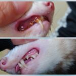 ペットの歯石除去