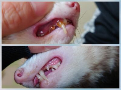 ペットの歯石除去